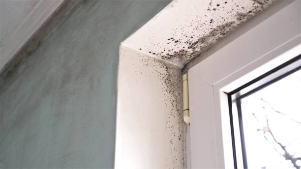 Best Fast Mold Removal  in Kulpmont, PA