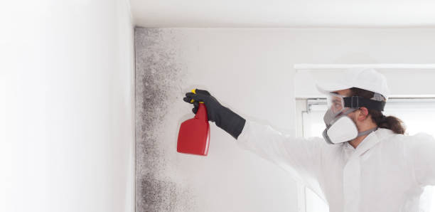 Best Toxic Mold Removal  in Kulpmont, PA