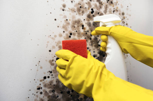 Best Home Mold Removal  in Kulpmont, PA