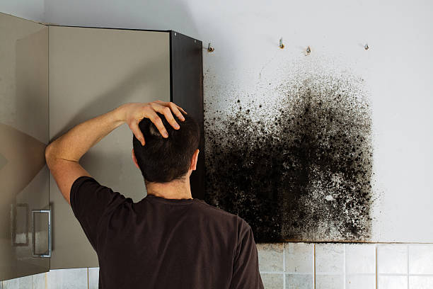 Best Mold Remediation Services  in Kulpmont, PA
