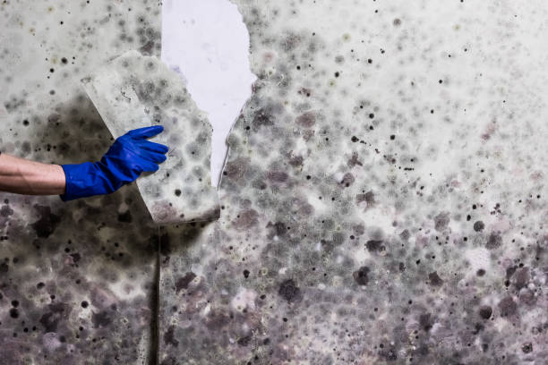 Best Certified Mold Removal  in Kulpmont, PA