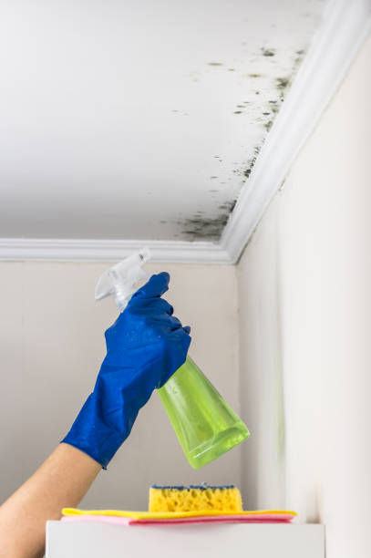 Best Mold Cleaning Services  in Kulpmont, PA